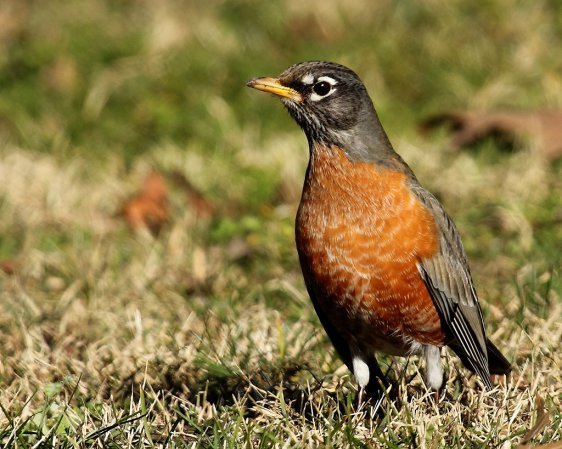 Photo (9): American Robin