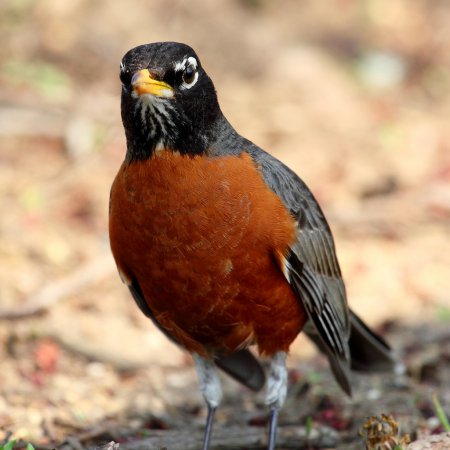 Photo (5): American Robin