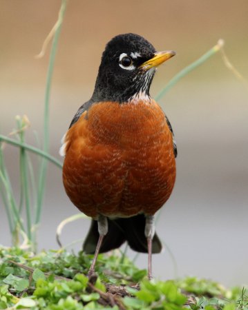 Photo (1): American Robin