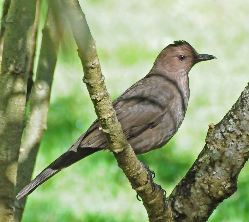 Photo (3): Mountain Thrush