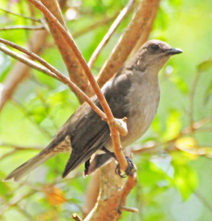 Photo (4): Mountain Thrush