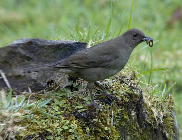 Photo (2): Mountain Thrush