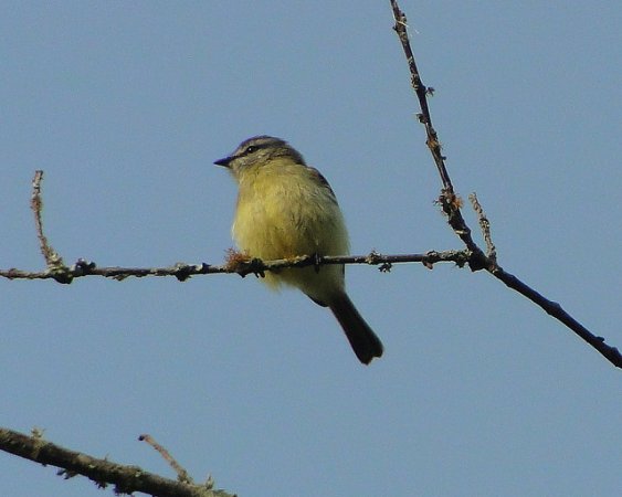 Photo (5): Yellow-crowned Tyrannulet