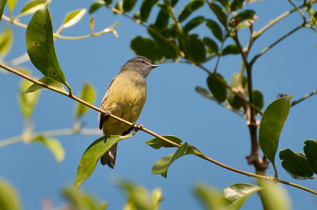 Photo (3): Yellow-crowned Tyrannulet