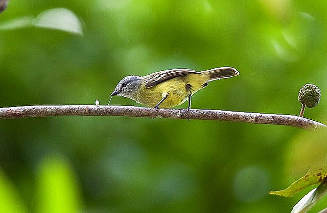 Photo (2): Yellow-crowned Tyrannulet