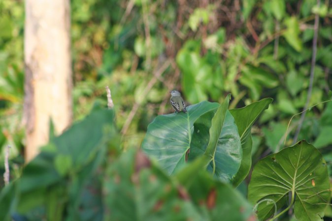 Photo (6): Yellow-crowned Tyrannulet