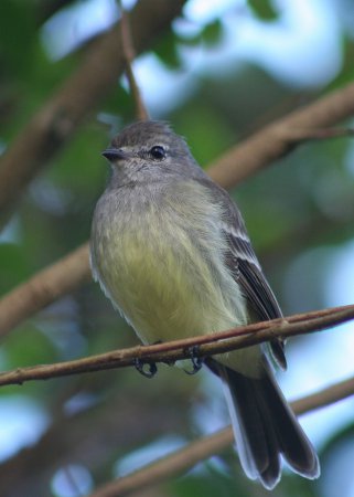 Photo (4): Yellow-crowned Tyrannulet