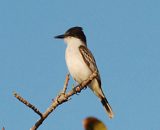 Photo (11): Loggerhead Kingbird