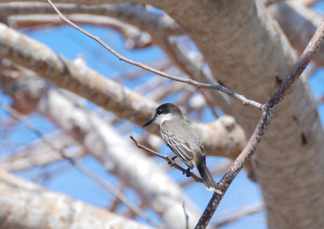 Photo (10): Loggerhead Kingbird