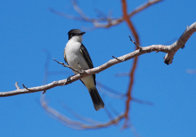 Photo (6): Loggerhead Kingbird