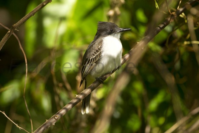 Photo (7): Loggerhead Kingbird