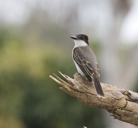 Photo (5): Loggerhead Kingbird