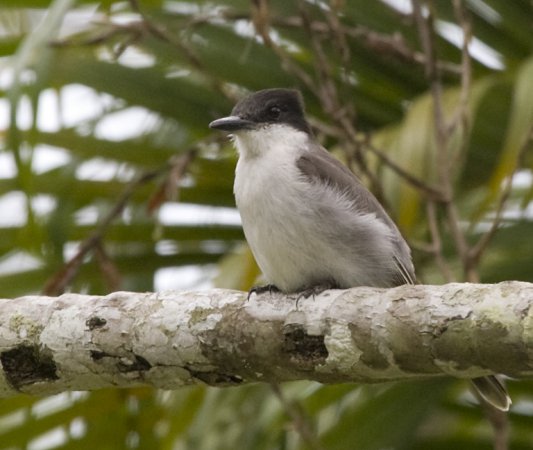 Photo (3): Loggerhead Kingbird