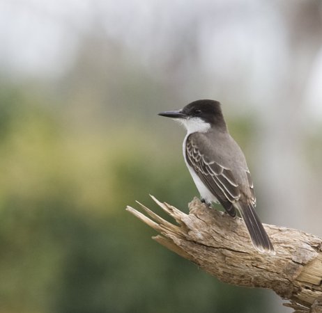 Photo (2): Loggerhead Kingbird