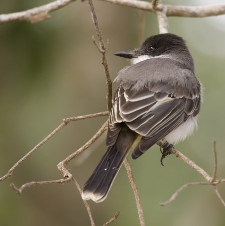 Photo (1): Loggerhead Kingbird