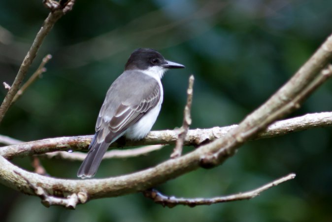 Photo (9): Loggerhead Kingbird
