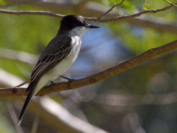 Photo (8): Loggerhead Kingbird