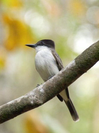 Photo (4): Loggerhead Kingbird