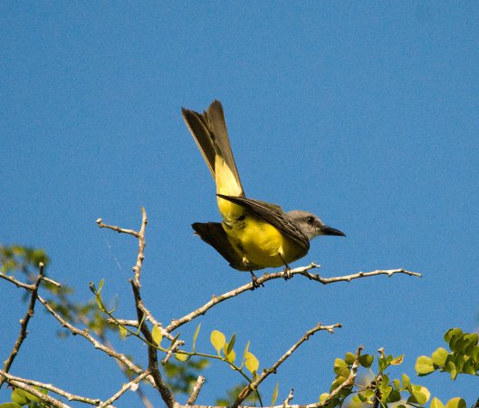 Photo (9): Couch's Kingbird
