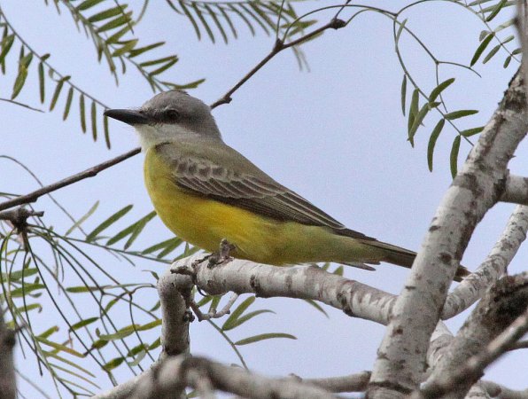 Photo (2): Couch's Kingbird