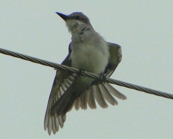 Photo (13): Gray Kingbird