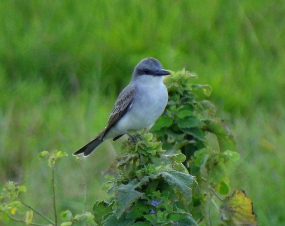 Photo (14): Gray Kingbird