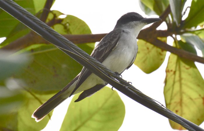 Photo (8): Gray Kingbird