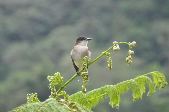 Photo (15): Gray Kingbird