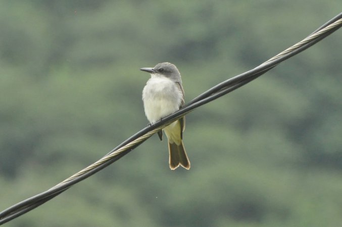 Photo (16): Gray Kingbird