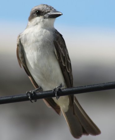 Photo (1): Gray Kingbird