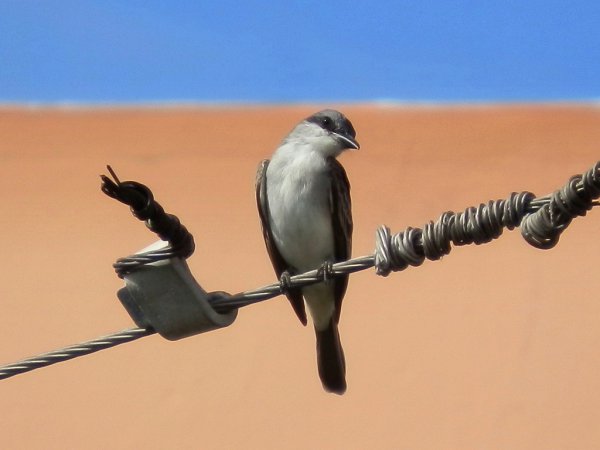 Photo (11): Gray Kingbird