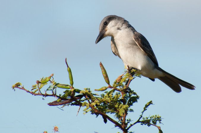 Photo (5): Gray Kingbird