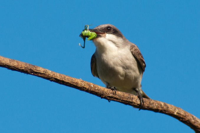Photo (12): Gray Kingbird