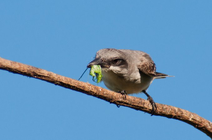 Photo (10): Gray Kingbird