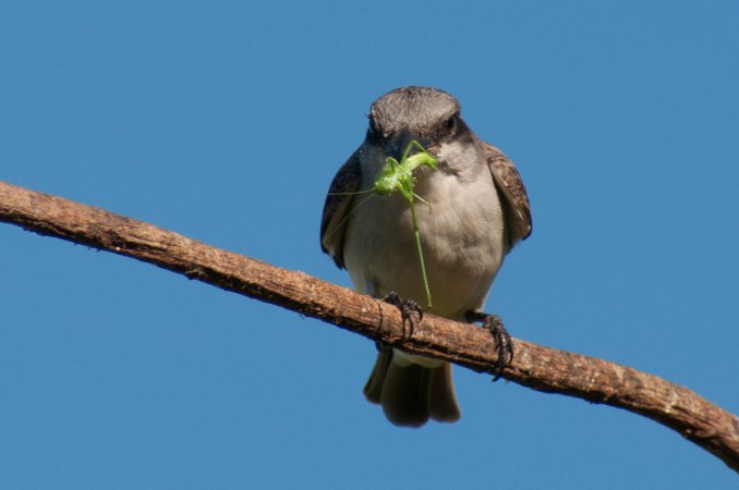 Photo (4): Gray Kingbird