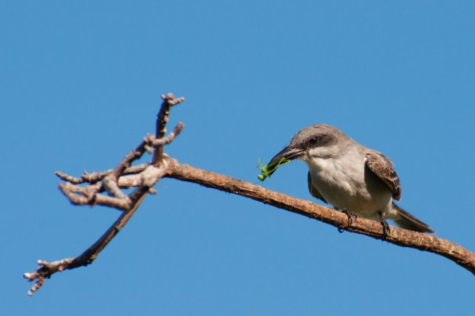Photo (9): Gray Kingbird