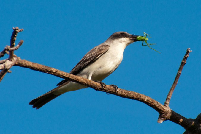 Photo (6): Gray Kingbird
