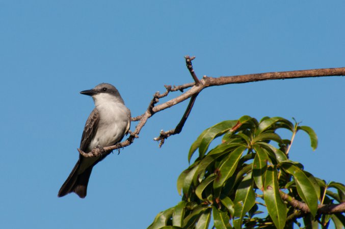 Photo (7): Gray Kingbird