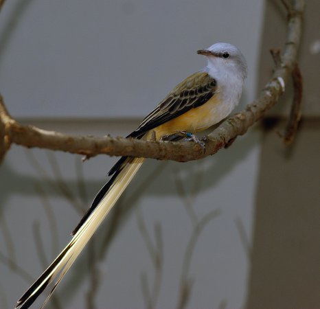 Photo (7): Scissor-tailed Flycatcher
