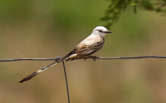 Photo (23): Scissor-tailed Flycatcher