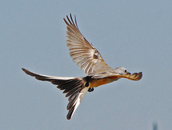 Photo (11): Scissor-tailed Flycatcher