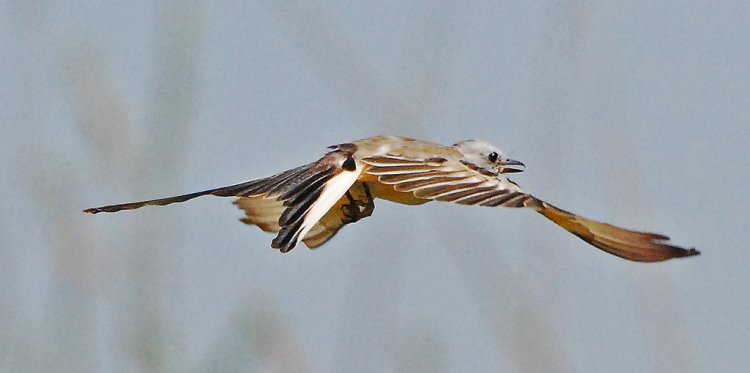Photo (21): Scissor-tailed Flycatcher