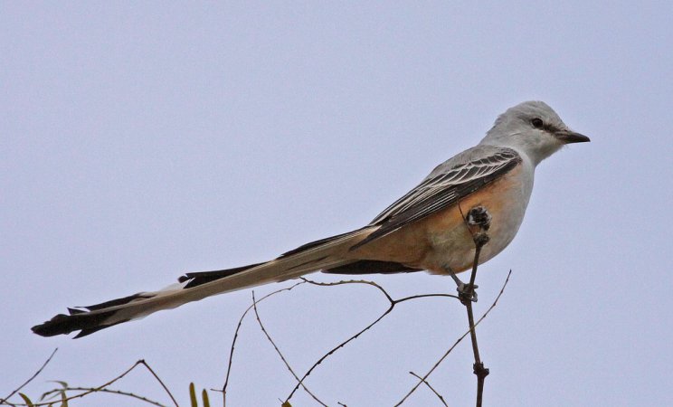 Photo (13): Scissor-tailed Flycatcher