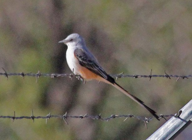 Photo (18): Scissor-tailed Flycatcher