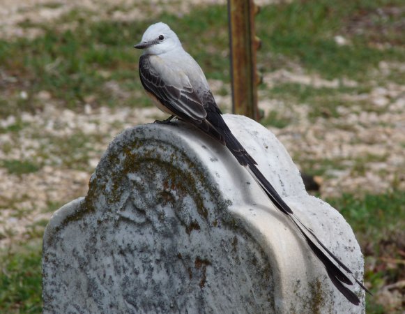 Photo (10): Scissor-tailed Flycatcher