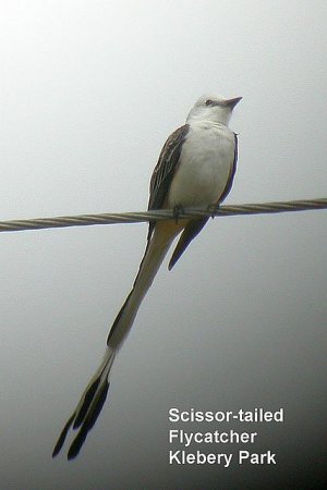 Photo (12): Scissor-tailed Flycatcher
