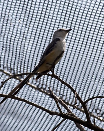 Photo (9): Scissor-tailed Flycatcher