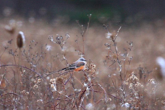 Photo (14): Scissor-tailed Flycatcher
