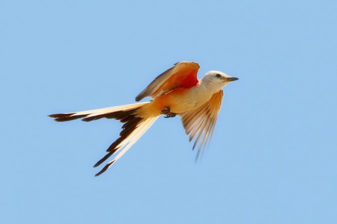 Photo (22): Scissor-tailed Flycatcher