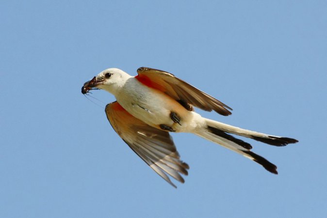 Photo (8): Scissor-tailed Flycatcher